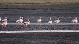 TANZANIA - Lake Natron - 061